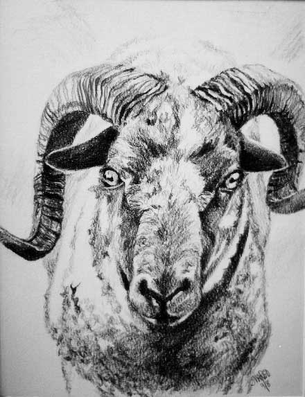 Aries_pencil