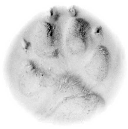 pawprint